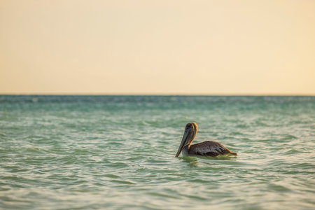 Beautiful view of pelican swimming in turquoise waters of Atlantic Ocean. Aruba.の写真素材