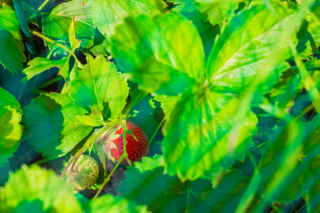 Close-up macro view of first red strawberry on green leaves background.の写真素材