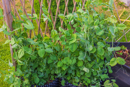 Close-up view of garden with green pea bushes growing in air pots.の写真素材