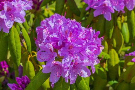 Close up macro view of blooming pink rhododendron flower.の写真素材