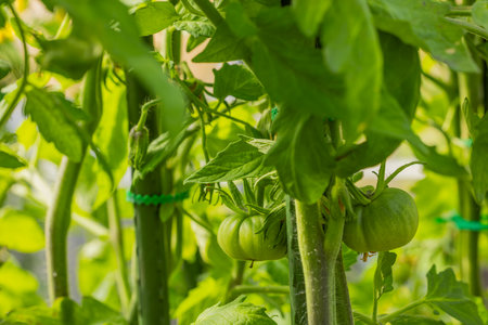 Beautiful view of green tomatoes on bush in greenhouse.の写真素材