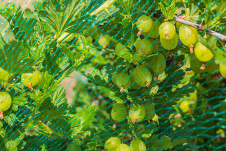 Beautiful view of gooseberry bush covered with bird net.の写真素材