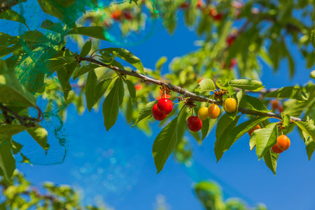 Beautiful view of cherry tree branches with red berries on blue sky background.の写真素材