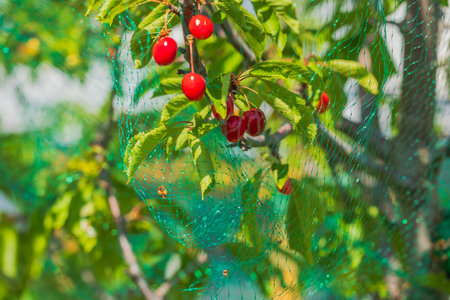 Close up view of cherry berries on tree covered with bird netting.の写真素材