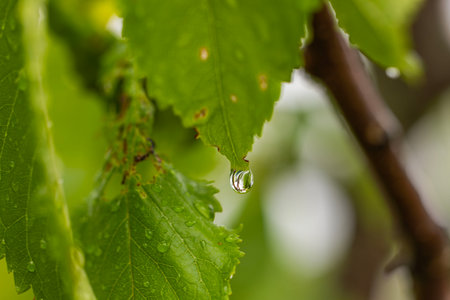 Beautiful rain drop on green cherry tree leaf on blurred green leaves backgroundの写真素材