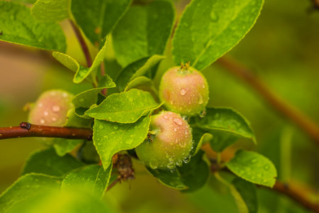 Beautiful view of apple tree branch with small young apples  covered with rain drops.の写真素材