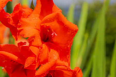 Macro view of blossom red gladiolus with rain drops.の写真素材