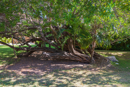 Close-up view of cute old branched tree on sunny summer day. Aruba.