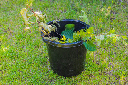 Close-up view of black plastic bucket with rests of green tree branches on green grass lawn background.の写真素材