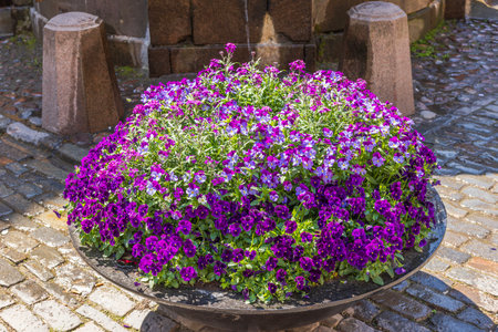 Gorgeous view of big flower bed with blooming purple flowers on cobbled street of old town part of Stockholm.の写真素材