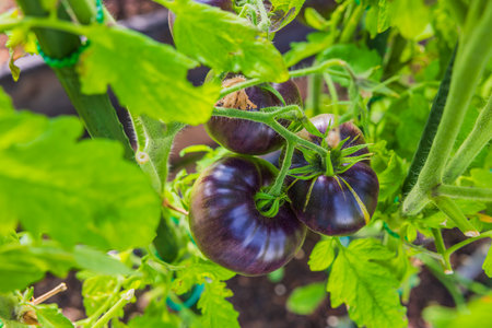 Close-up macro view of black sort of tomatoes in focus on green blurred leaves background.の写真素材