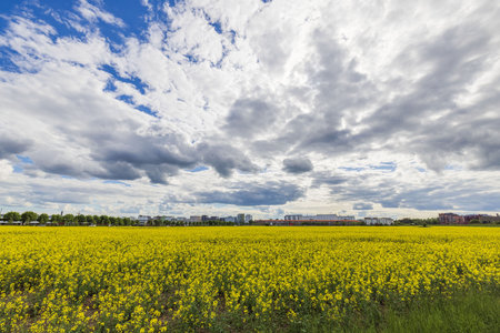 Beautiful view of yellow rapeseed field merging with cityscape and white clouds. Sweden. Uppsala.の写真素材