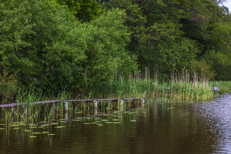 Beautiful relaxing view of lake surface surrounded with green forest trees.の写真素材