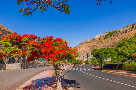 Beautiful view of highway with tropical bright flame trees in Canary Islands in Spain.の写真素材