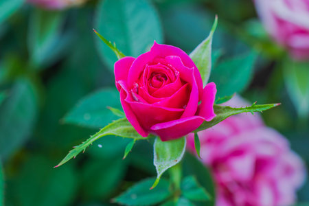 Beautiful close up view of flower of red roses.の写真素材