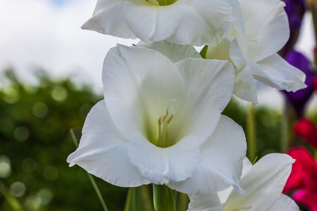 Close-up macro view of white gladiolus flower on blurred background.の写真素材