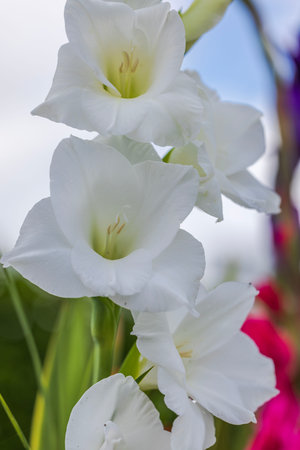 Close-up focused view of white gladiolus flower.の写真素材