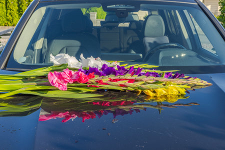 Close up view of colorful gladioluses on hood of black car.の写真素材