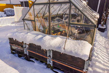 View of snow-covered strawberry bushes growing in pallet collars and greenhouse with things in winter garden. Sweden.の写真素材