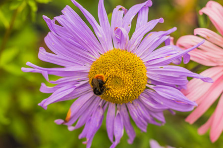 Close-up macro view of bumblebee on pink aster flower.