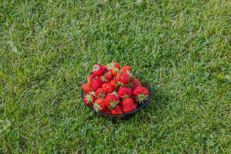 View of harvest bowl with strawberries isolated on green lawn in garden.の写真素材