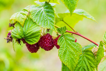 Macro view of bushes with red raspberries growing in garden.
