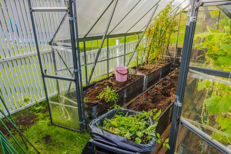 View of inside of greenhouse with beds during cleaning process after harvesting. Sweden.の写真素材