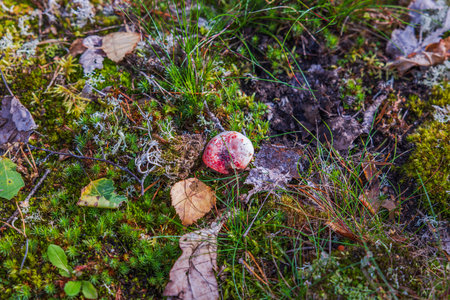 Beautiful colorful forest landscape view with little red mushroom in center.の写真素材