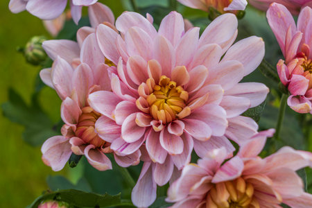 Macro view of chrysanthemum flowers on green background.の写真素材