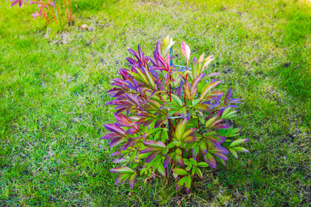 Close-up view of peony bush on autumn sunny day in garden.の写真素材