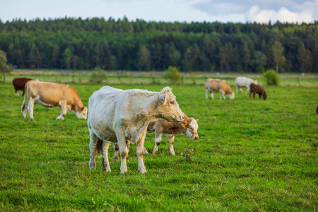 Beautiful view of pasture with grazing cows on autumn day.の写真素材