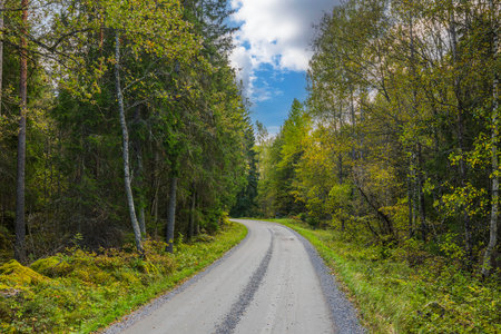 Gorgeous autumn landscape with car road in forest.の写真素材