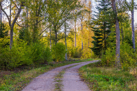 Curving forest road surrounded by green and yellow trees on both sides.の写真素材