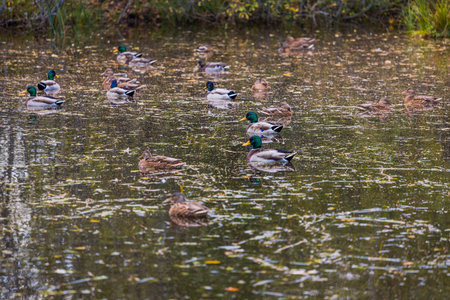 Beautiful view of forest lake with ducks swimming on surface of water on sunny autumn day. swの写真素材