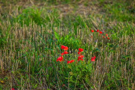 Beautiful view of red poppy flowers growing in field.の写真素材