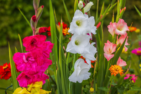 Beautiful view of colorful flowers gladiolus in outdoor garden bed in garden.の写真素材