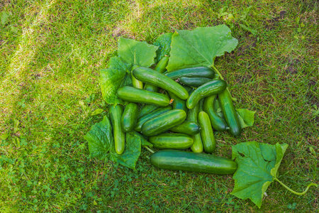 Close-up view of crop of cucumbers lying on leaves in garden.の写真素材