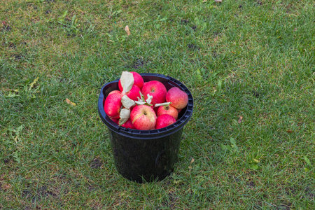 Beautiful view of bucket of red apples standing on green lawn in garden on autumn day.の写真素材