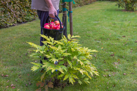 Close-up view of man carrying harvest of apples in bucket on autumn day.の写真素材