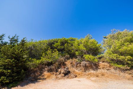 Beautiful view of mountain green pine trees on island of Rhodes near mountain road.の写真素材