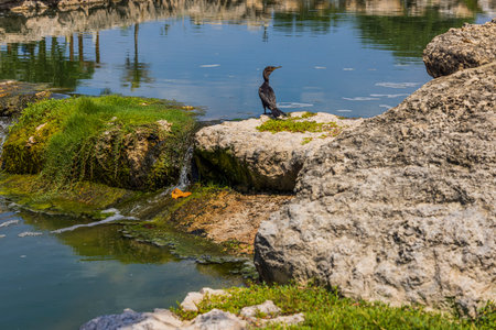 Beautiful view of tropical bird sitting on stone near lake on island of Aruba.の写真素材