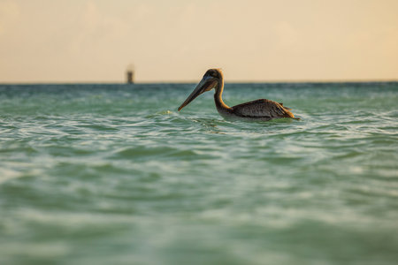 Beautiful view of waters of Caribbean sea with swimming pelican on island of Aruba.の写真素材