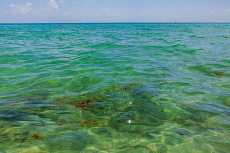 Beautiful view of blue water of Atlantic Ocean with seaweed on surface of water. Miami Beach. USA.