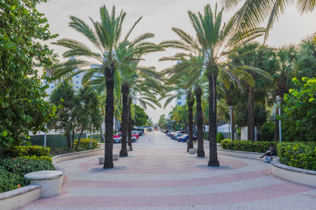Beautiful avenue adorned with palms and lush tropical flora stretching into the horizon. Miami Beach, Florida, USAのeditorial素材