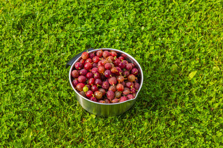 View of autumn harvest garden with metal bowl brimming with vibrant red currants on green lawn.の写真素材