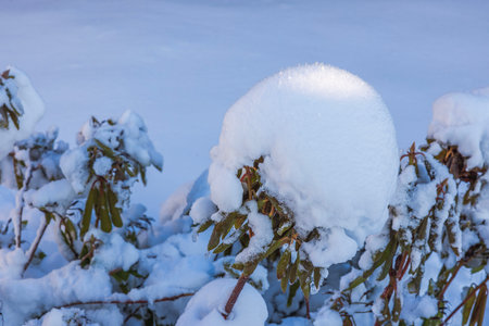 Close up view of snow-covered rhododendron bush on frosty winter sunny day.の写真素材