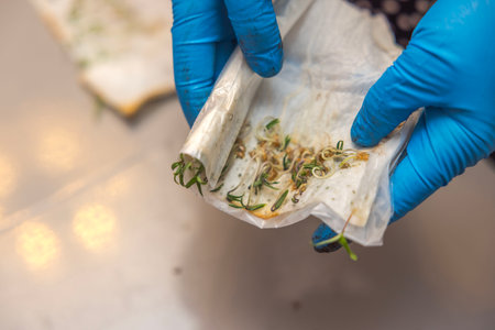 Close-up of female hands in rubber gloves holding sprouted tomato seeds for planting in soil.の写真素材