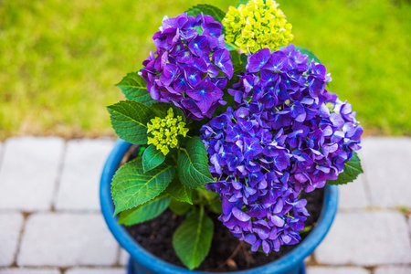 Close-up of stunning purple hydrangea flowers in a garden pot on the villa's patio.