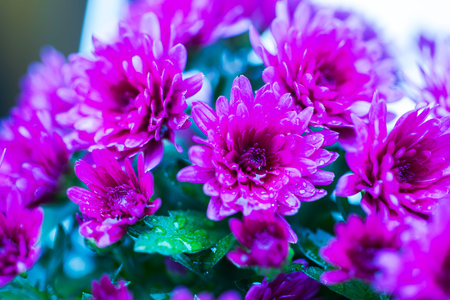 Macro view of pink chrysanthemum flowers covered in raindrops.の写真素材