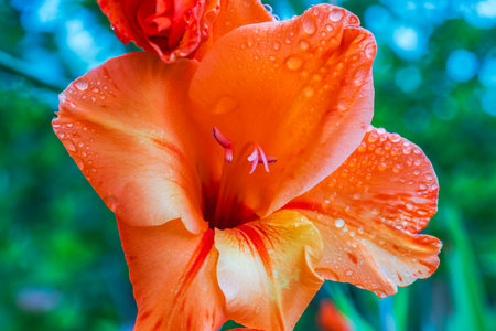 Macro view of orange gladiolus flowers growing in garden covered in raindrops.の写真素材